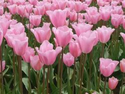 Pink tulips - dolly shot Stock Footage