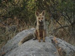 red fox (Vulpes vulpes) female on a rock Stock Footage