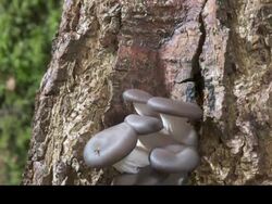 T/L Oyster mushrooms (Pleurotus ostreatus) growing from tree, UK Stock Footage
