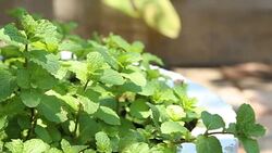Video panning green mint in pot plant Stock Footage