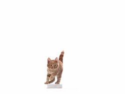 MS SLO MO Red tabby domestic cat leaping  / Vieux Pont, Normandy,  France Stock Footage