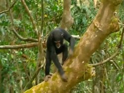MS Two young chimps playing on branch, one taunts the other until he chases him Stock Footage