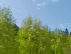 Spring Forest Stock Footage