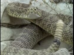 MCU Rattlesnake rattling tail Stock Footage