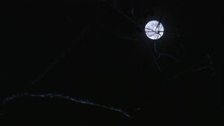 Tree branches stretch in front of a full moon. Stock Footage