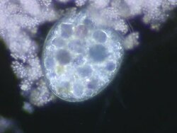 Ciliate feeding on sulphur bacteria Stock Footage
