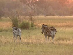 MS PAN Shot of zebra herd walking at sunrise / Okavango Delta, North-West District, Botswana Stock Footage