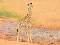 Baby giraffe Stock Footage