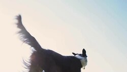 SLO MO Border Collie catching a ball Stock Footage