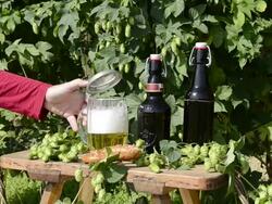 MS Woman taking beer glass in hop garden / Mainburg, Bavaria, Germany Stock Footage