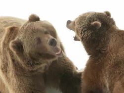 CU TS SLO MO Two grizzly bears palying and fighting in snow / Livingstone, Montana, United States Stock Footage