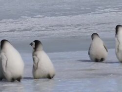MS TS Emperor Penguin Chicks walking over ice / Antarctica Stock Footage