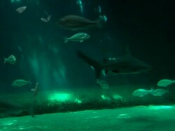 Shark Stock Footage