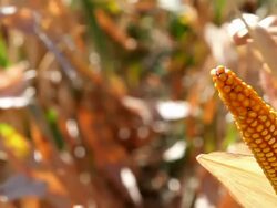 Corn harvest Stock Footage