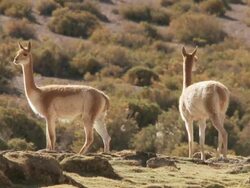 MS Shot of Vicunia, Vicugna on altiplano in Andes mountains / San Pedro de Atacama, Norte Grande, Chile Stock Footage