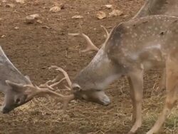 CU TS Shot of two male Persian fallow deer (Dama mesopotamica) fighting with horns / Jerusalem, Judea, Israel Stock Footage