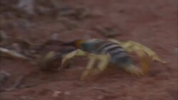 A scorpion scrambles into bushes. Stock Footage