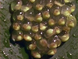 Tree frog eggs on leaf, tadpoles within eggs, Panama. Stock Footage