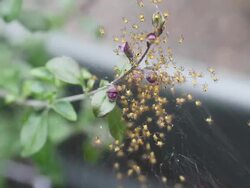 Corn Spider Spiderlings Emerge in Spring Stock Footage