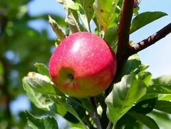 Picking An Apple Stock Footage