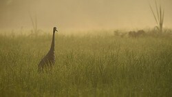 Sarus Crane(Grus antigone) Stock Footage