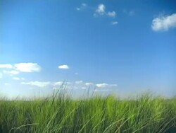 Tall Breezy Grass Stock Footage