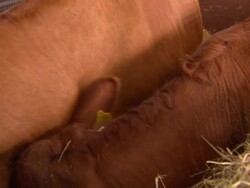Jersey cows sheltering from heat on Suffolk farm News Clip