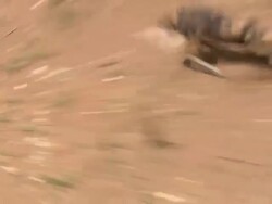 African Wild Dog (Lycaon pictus) chasing rabbit; with audio, Kenya Stock Footage
