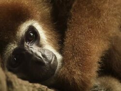 Gibbon Ape Portrait Stock Footage