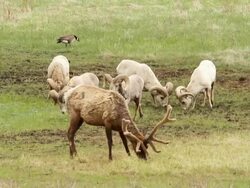 MS Shot of Rams and elk grazing / Estes Park, Colorado, United States  Stock Footage