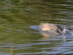 Canadian goose or Branta Canadensis bathing in a pond Stock Footage