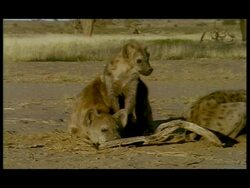 CU Juvenile Spotted Hyena (Crocuta crocuta) sitting against sleeping adult, Botswana Stock Footage
