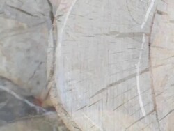 LOG BIRCH TREE BRIGHT- expanding flow to the right. (loop) Stock Footage