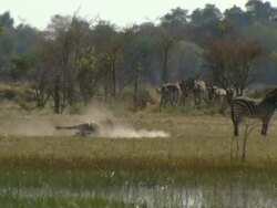 MS TS Shot of zebra rolling in sand kicking up dust / Okavango Delta, North-West District, Botswana Stock Footage