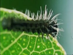 CU single caterpillar crawling on side of leaf searching, Botswana, Africa Stock Footage
