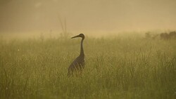 Sarus Crane(Grus antigone) Stock Footage