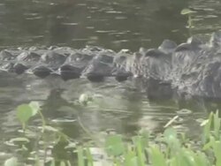 Big alligator 4 Stock Footage
