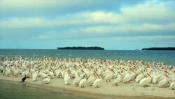 Flock of Bird Pelican Flying to Wet Lands Stock Footage