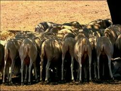 Sheep (Ovis aries) sheltering from sun under tree, near Cadiz, Andalucia, Southern Spain Stock Footage