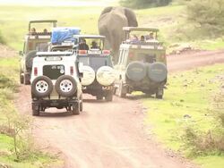Wildlife viewing in Africa on Ngorongoro Safari Tour Stock Footage