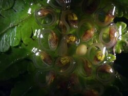 Glass frog larvae (tadpoles) developing in their eggs, sixteen days after being laid. Stock Footage