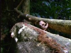 Army Ants ?, EWA ants carry eggs in a line along log, Panama Stock Footage