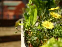 Australian Garden Show Sydney - Media Preview Stock Footage