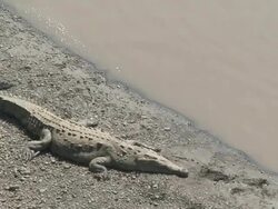 Crocodile Stock Footage