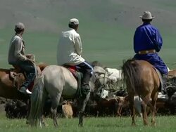 MS Nomad men riding horses in middle of herd of goats and sheeps / Central-south Mongolia, Mongolia Stock Footage