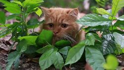 Cat hunting Stock Footage