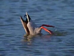 HD Dunking Duck (1080/24P) Stock Footage