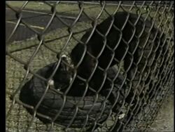 Aids Epidemic Stock Footage