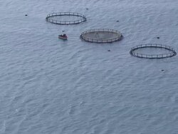 MS AERIAL View of fish farm in ocean / Port Elizabeth, Eastern Cape, South Africa Stock Footage