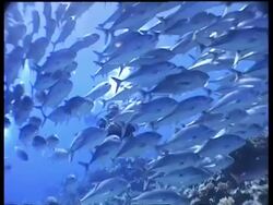 WA Jack Fish shoal swimming in column over reef, Layang Layang, Malaysia Stock Footage